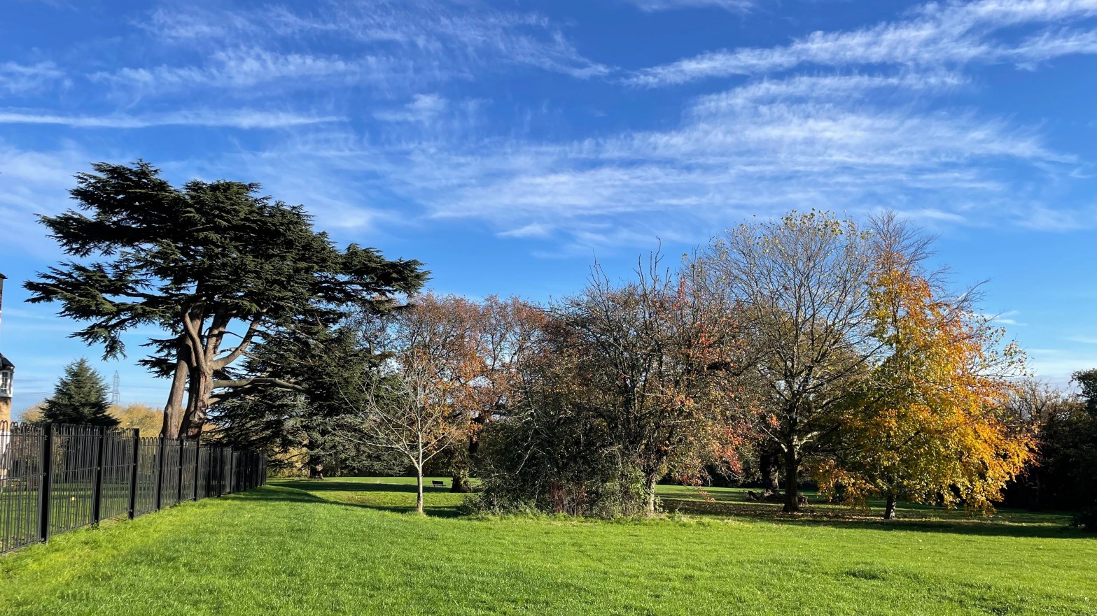 Line of different types of autumn trees on vibrant green grass against a blue sky