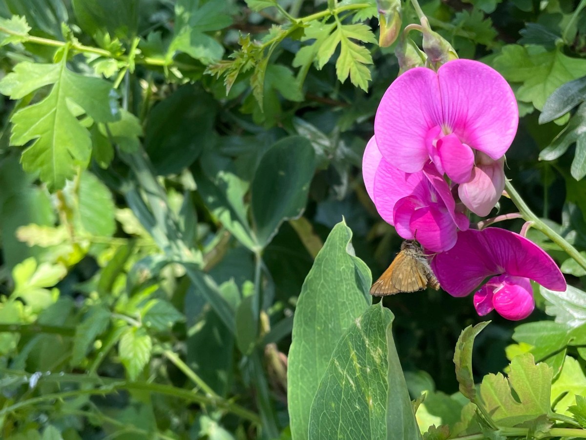 Butterflies in Poulter&nbsp;Park