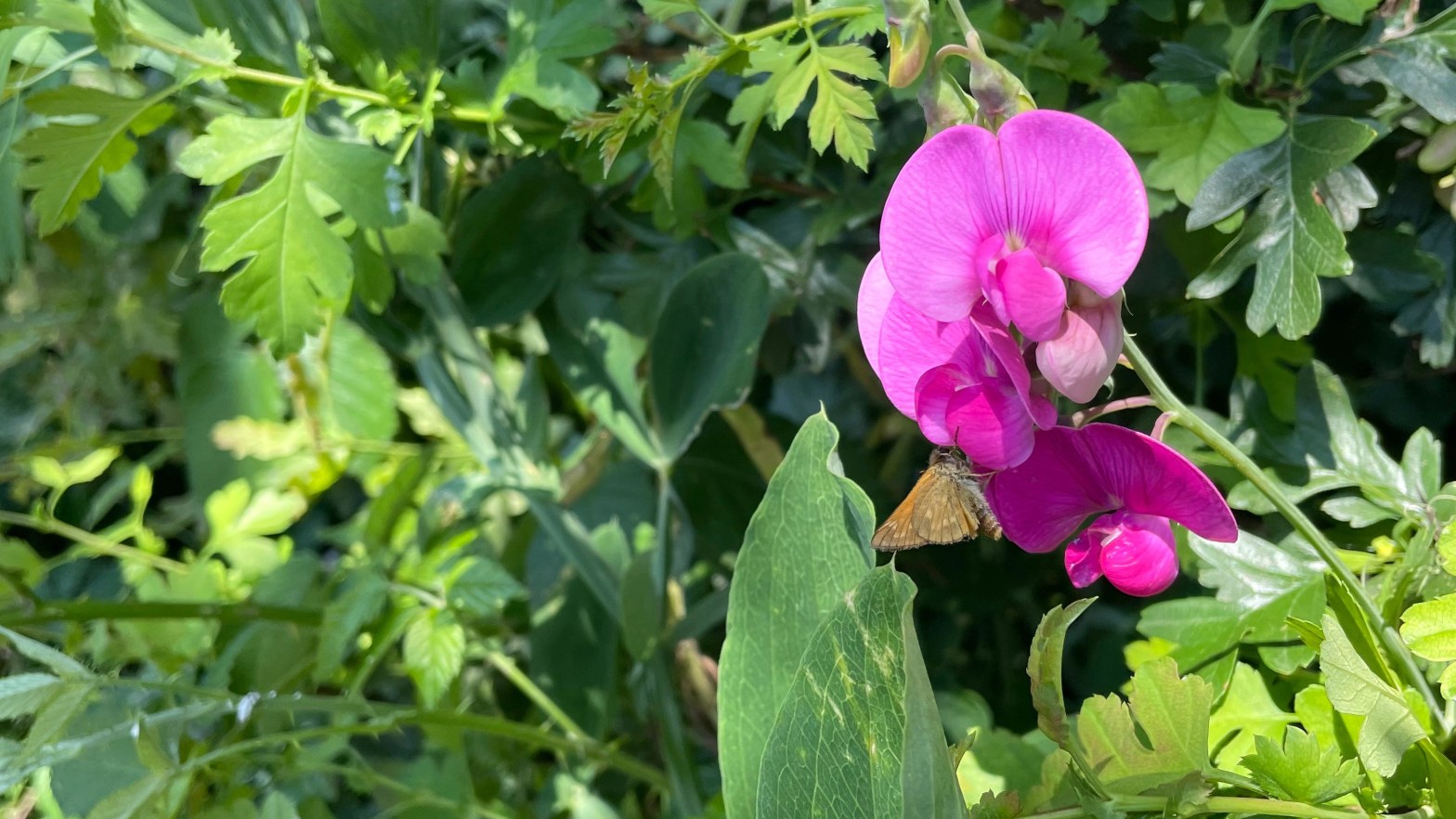 Green hedgerow with a stubby orange butterfly wings folded sitting on a pink sweet pea flower in the sun