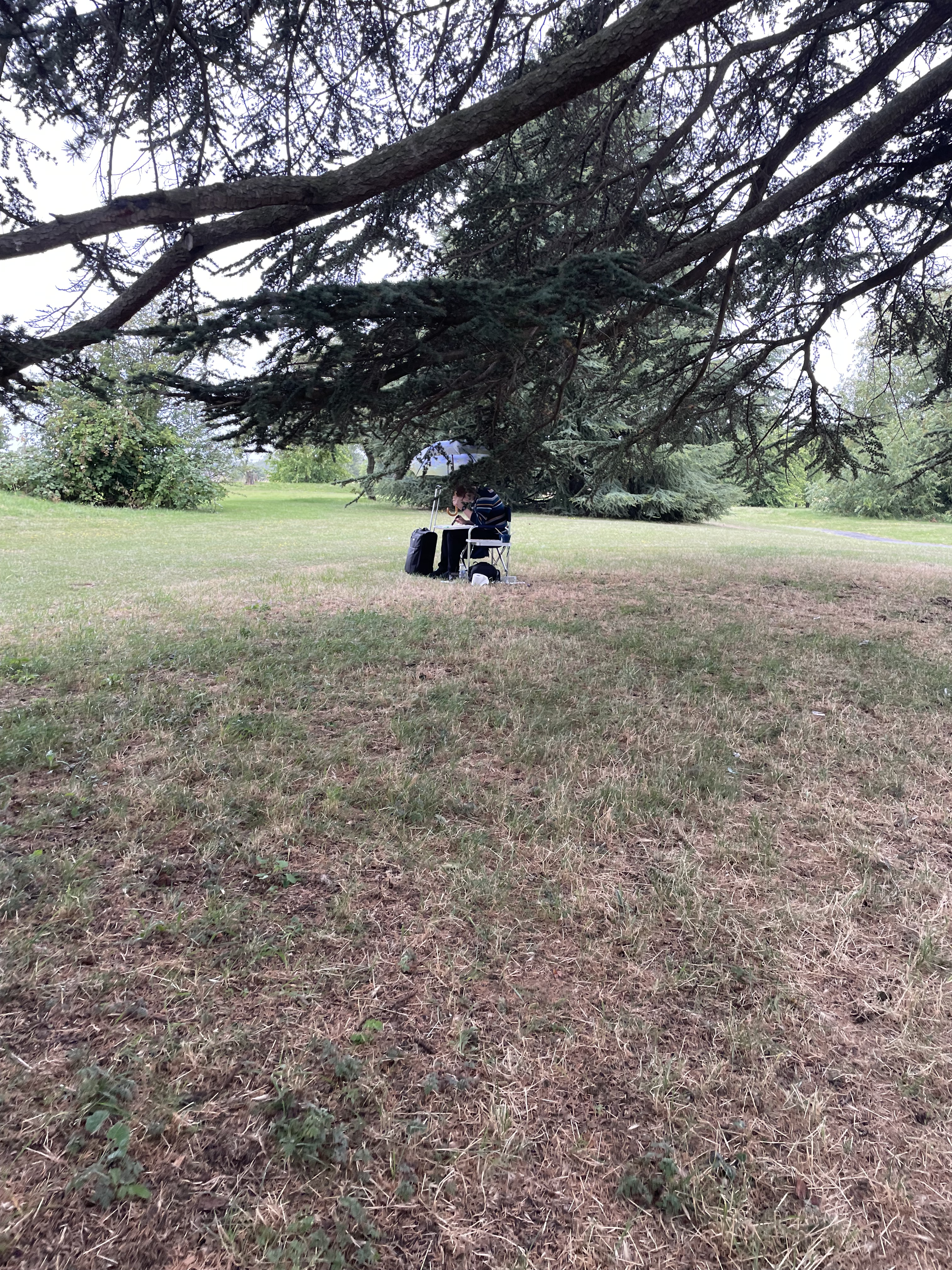 Artist is just visible sitting holding an umbrella over his head under a sweeping evergreen tree branch