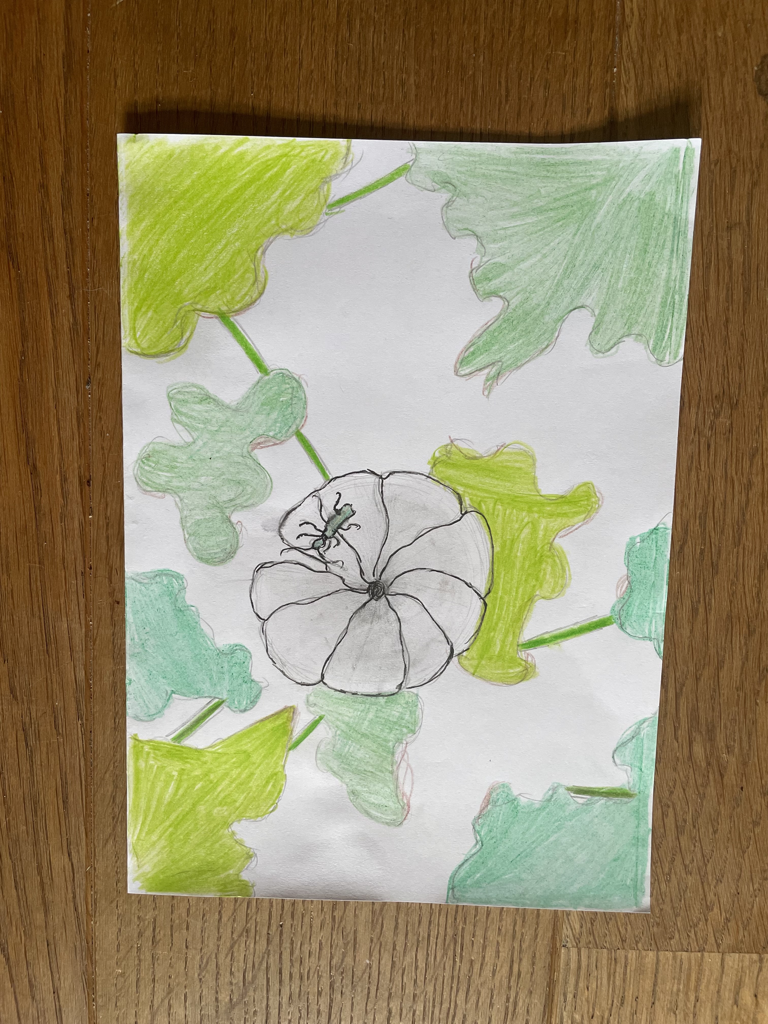 Pencil drawing of a single white bindweed flower among leaves of different greens. A green beetle sits on the flower.