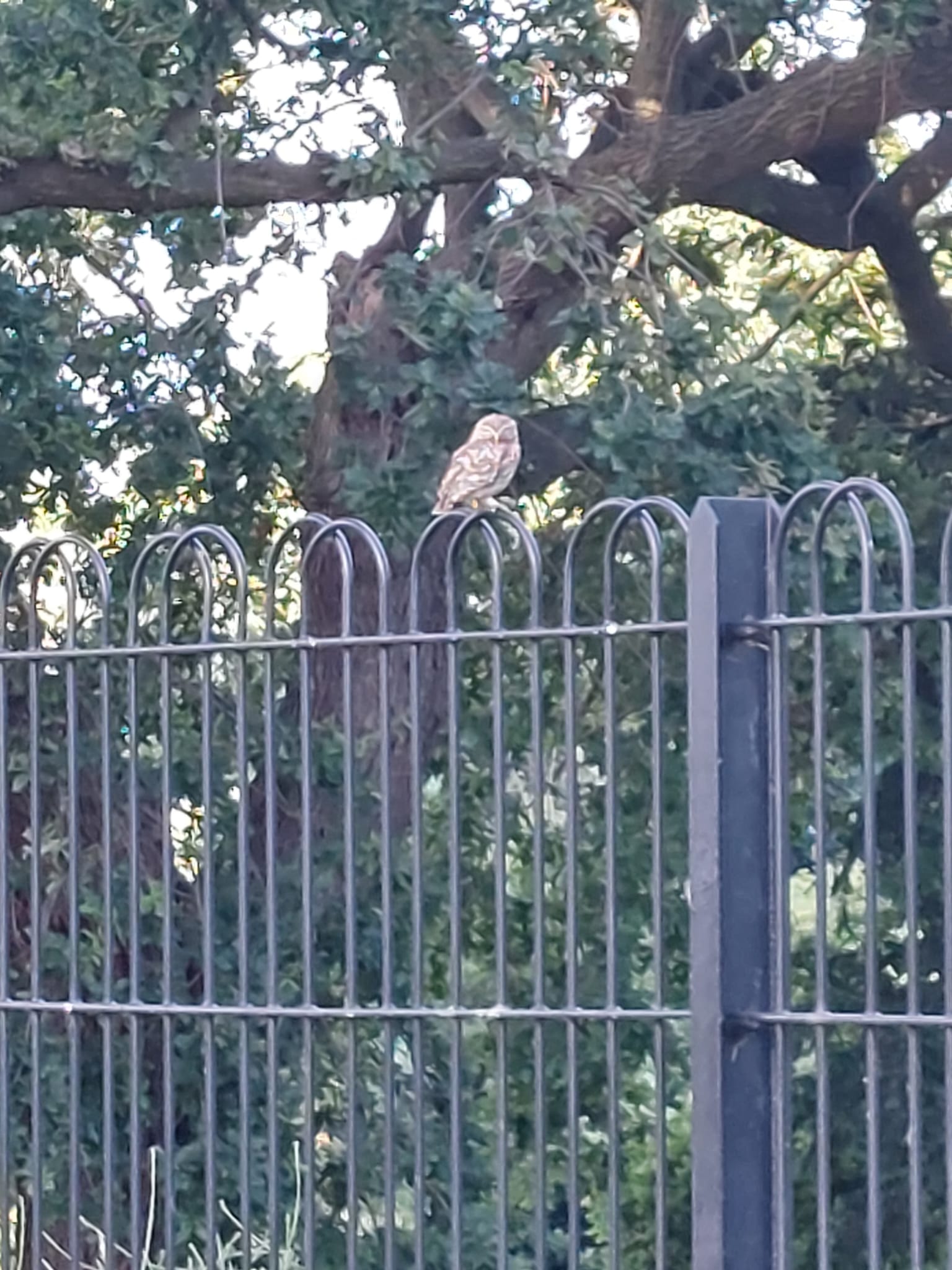 Small brown little owl sits on top of a metal fence.