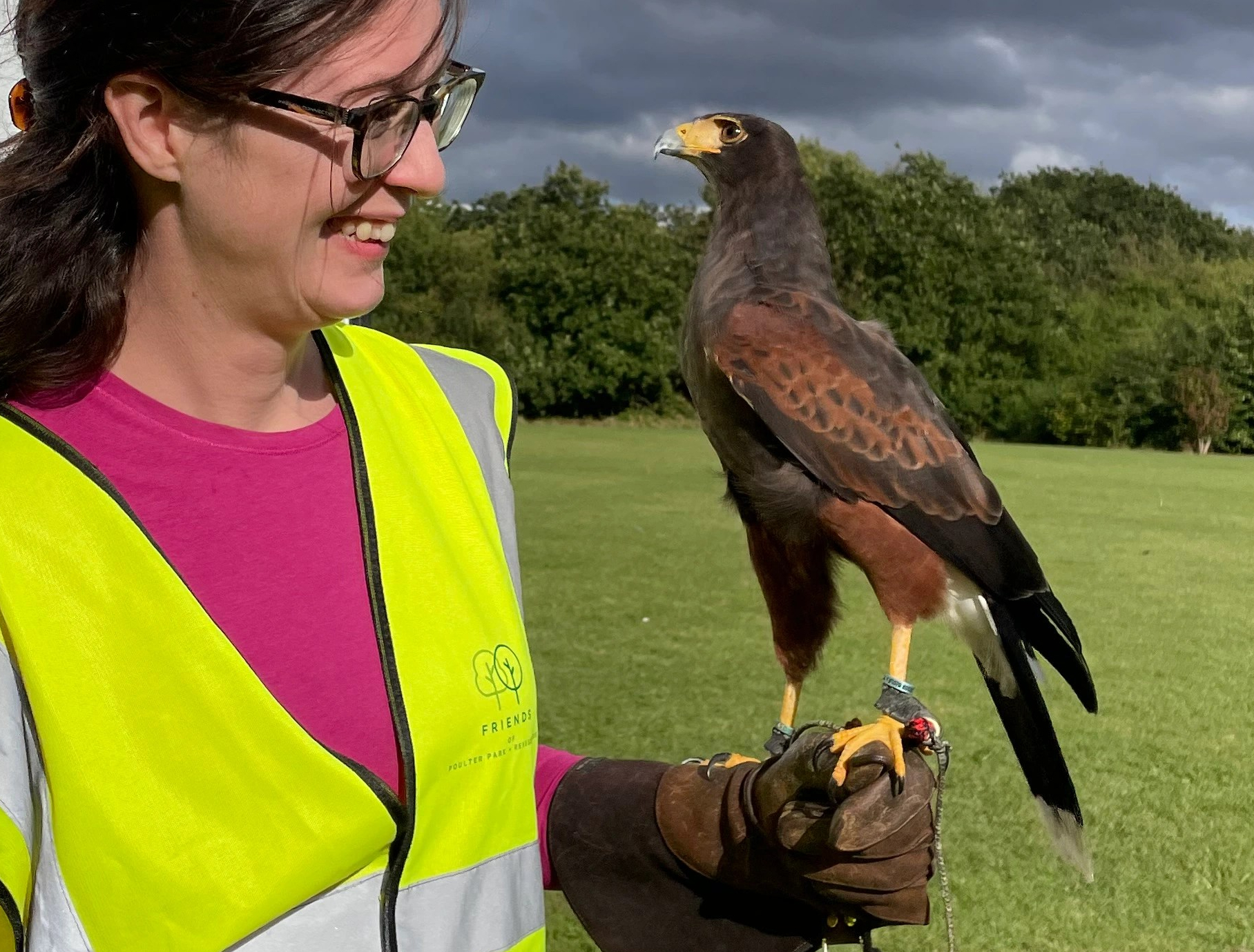 Brown Harris Hawk with yellow beak and talons sits on the wrist of a volunteer who wears a yellow high vis hawk