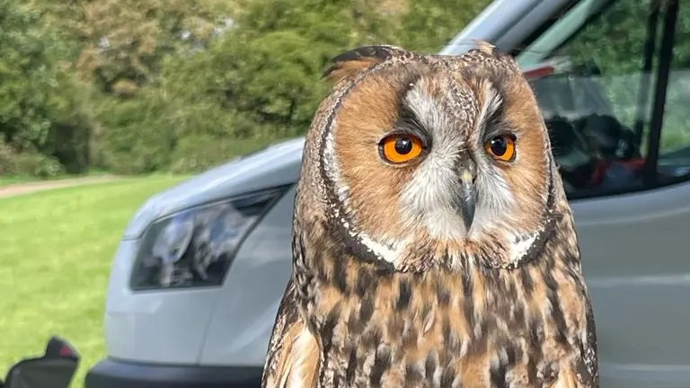 Bertie is a large owl with orange eyes in a circular face. He's brown and white specked with tufts on top of his head.