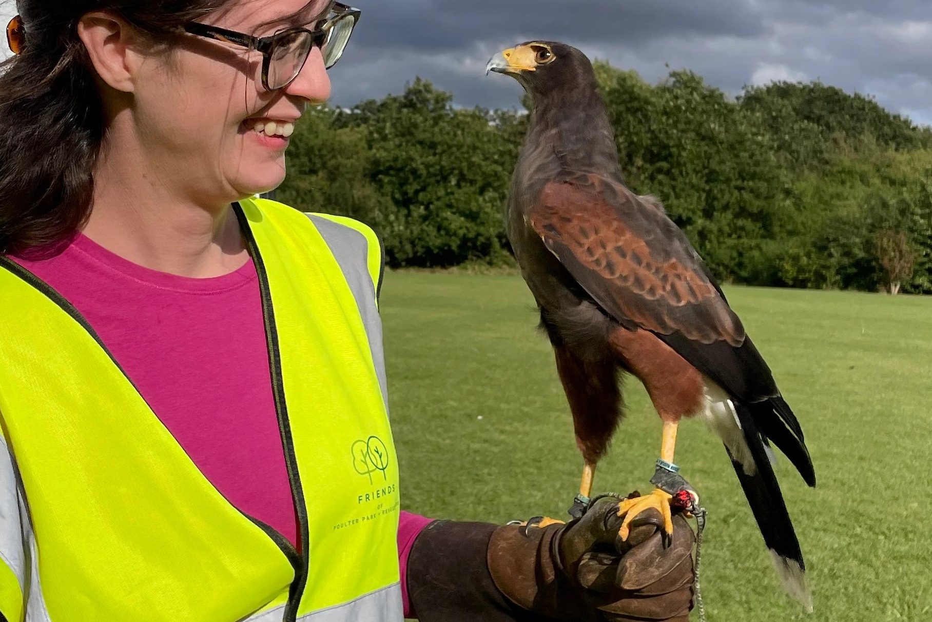 Brown Harris Hawk with yellow beak and talons sits on the wrist of a volunteer who wears a yellow high vis hawk