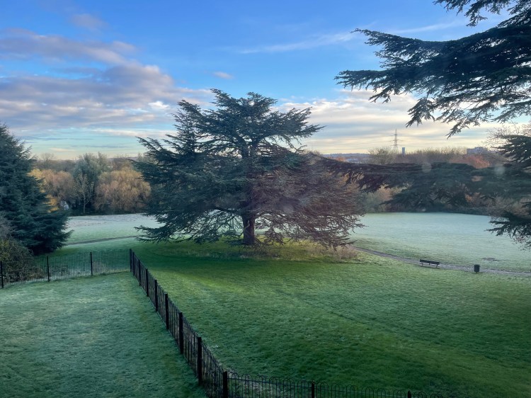 Cedar of Lebanon on short grass against a blue sky on a frosty day