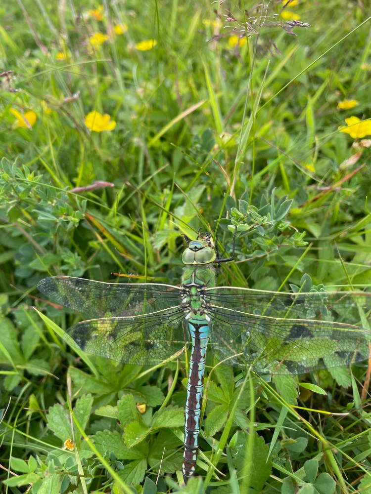 Emperor dragonfly resting on some buttercups eating a bee