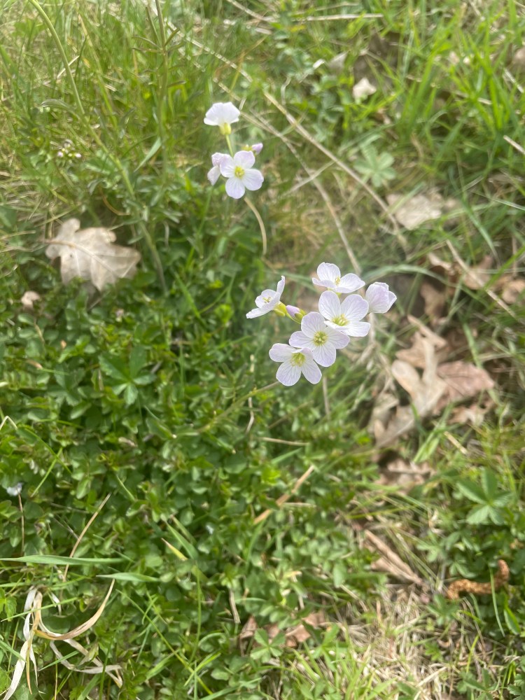 Cuckoo flowers pale pink with five petals