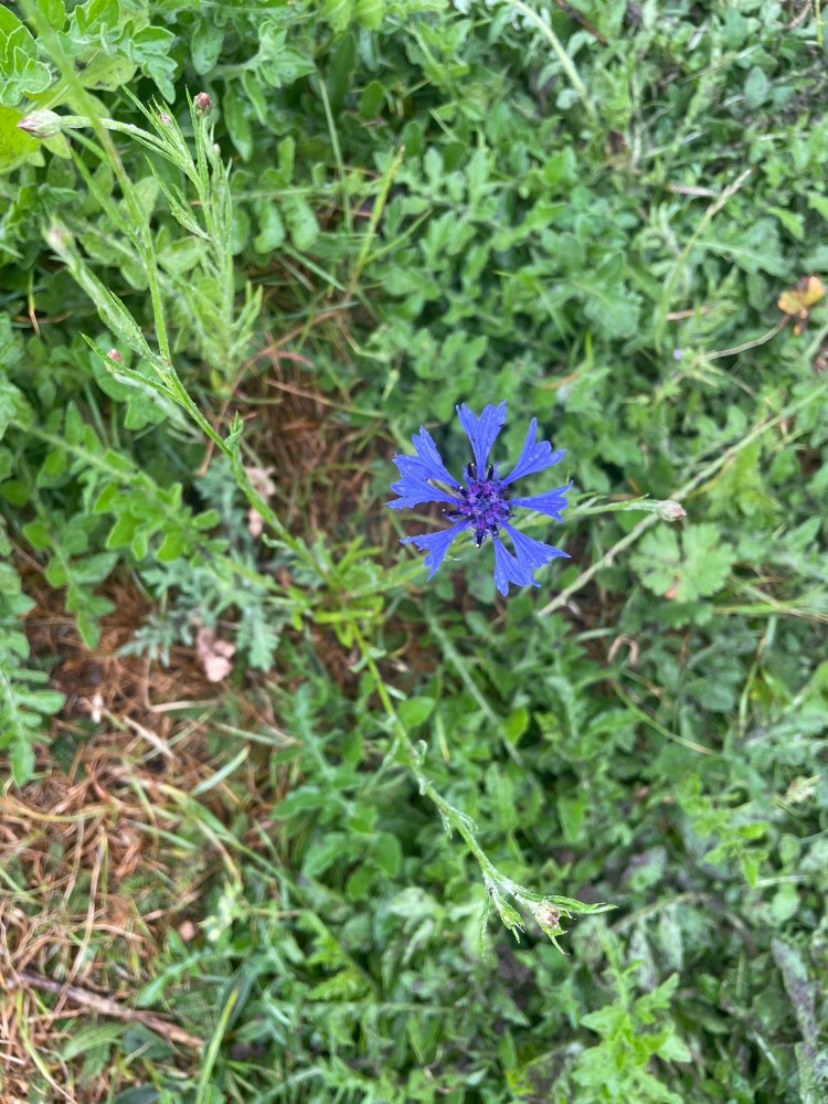 Blue cornflower, bright blue five tapering frilly petals