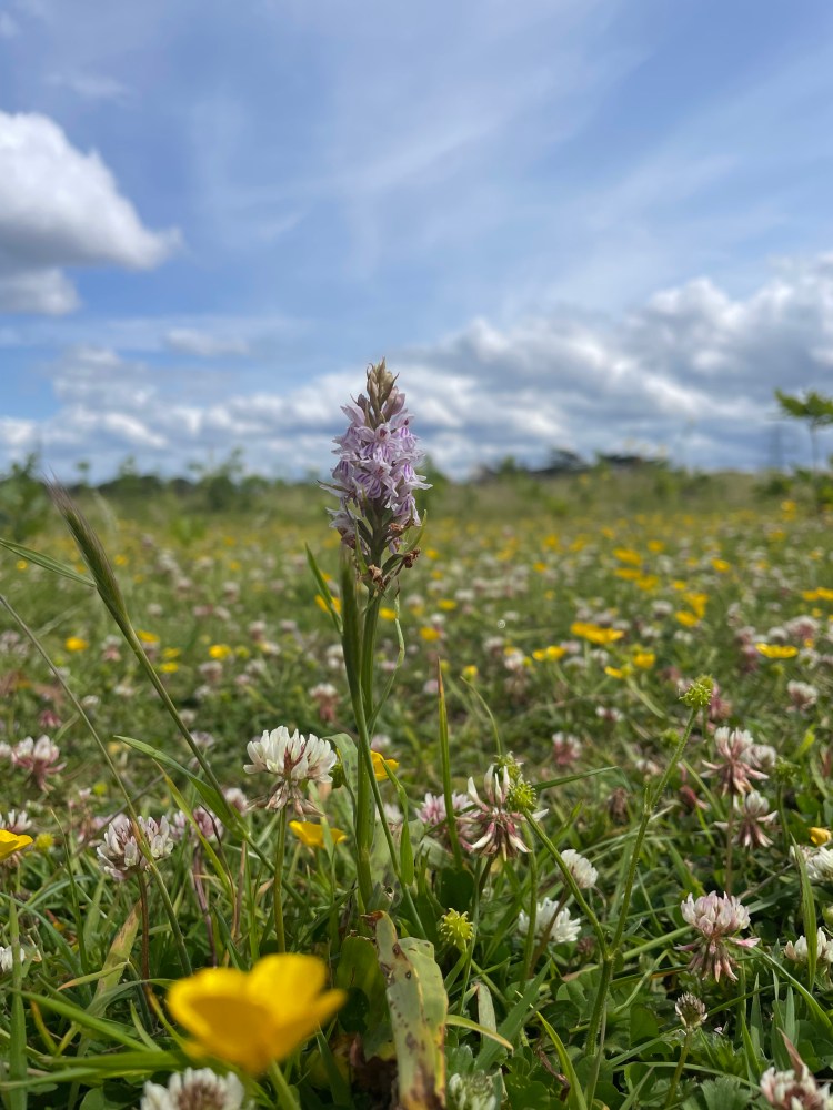 Spotted marsh orchid tall purple flower
