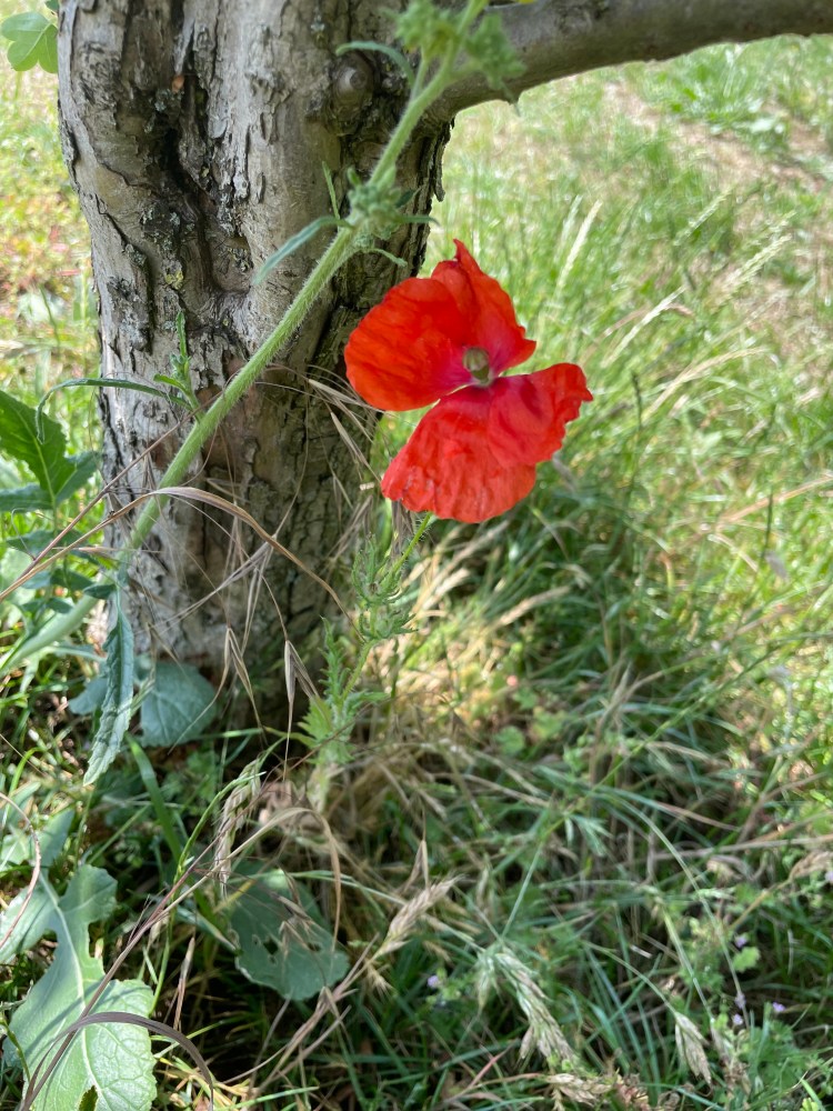 Red poppy