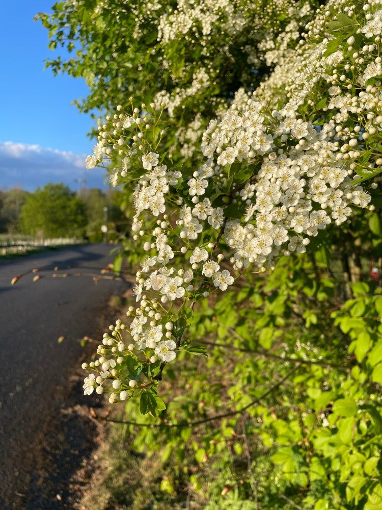 Frothy white hawthorn blossom against a blue sky by the access road in Poulter Park